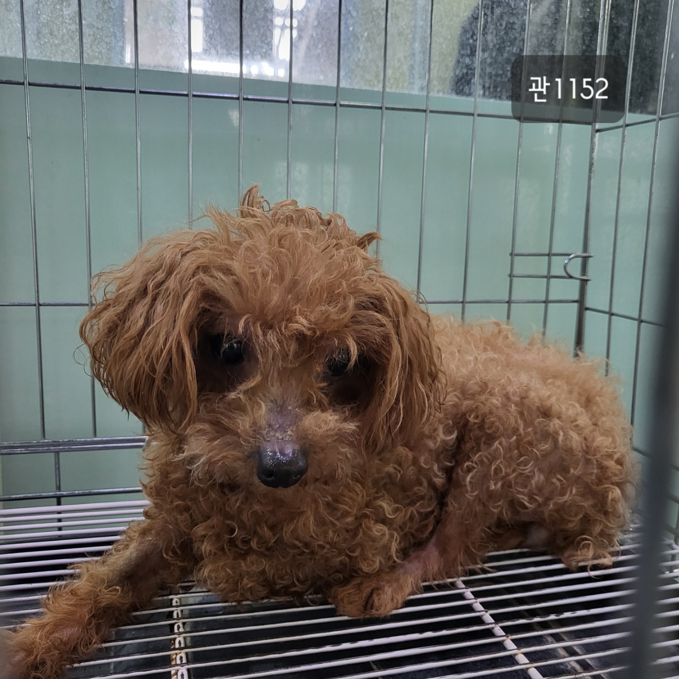고양시동물보호센터_441394202301152